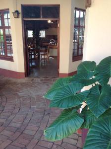 duża zielona roślina przed budynkiem w obiekcie Centurion Guest House and Lodge w mieście Centurion