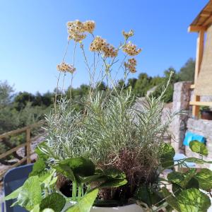 a plant in a pot on a table at Greenside Cottage Lumi in Vela Luka