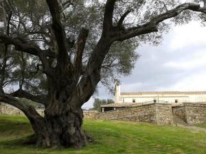 een grote boom voor een stenen muur bij Casa Alice in Villacidro