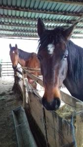 Pet or pets staying with guests at Linhay 