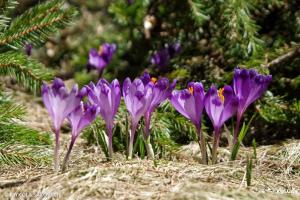 シネヴィルにあるGostyniy Dvir Synevirの草の紫花の群れ