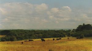 a herd of elephants grazing in a field at Burren View B&B in Ballyvaughan