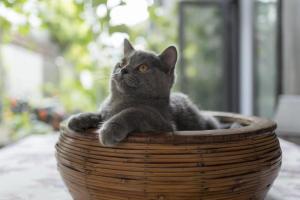 a gray cat laying in a basket at Urban Rosa Cafe&Inn in Shanghai