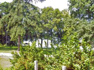 a group of trees in a park with a fence at Bungalow am Strandbad in Lychen