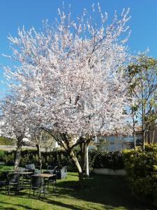 Zahrada ubytování Hotel Ancora