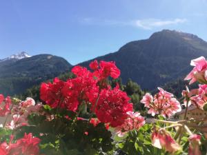 a bunch of red flowers with mountains in the background at Landhaus Stöckl in Finkenberg