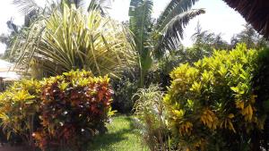 
a garden filled with lots of plants and flowers at African Dream Cottages - Diani Beach in Diani Beach
