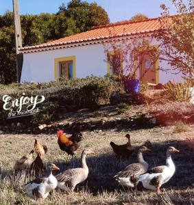 grupa kaczek stojących w trawie przed domem w obiekcie Montes Galegos w Aljezur