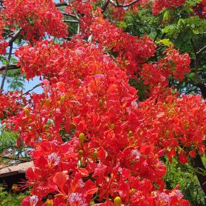 Vrt ispred objekta Pousada Capim Açu