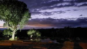 Ein Baum und ein Teich mit wolkigem Himmel in der Unterkunft La Ceiba in San Fernando del Valle de Catamarca