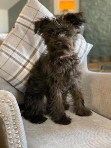 um pequeno cão sentado num sofá com uma almofada em The Mill House Hotel em Buckie