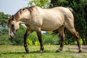 a horse standing in a field of grass at Aires de Patagonia in Cambará