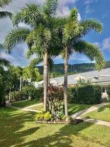 O grădină în afara The Villas Palm Cove