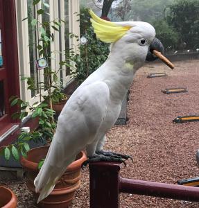 a white bird with a stick in its mouth at Kurrara Historic Guest House in Katoomba