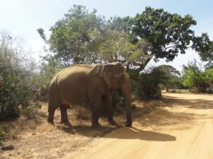 Gallery image of The Yala City Guest House in Tissamaharama