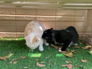 Domácí mazlíčci ubytovaní s hosty v ubytování White Cat B&B