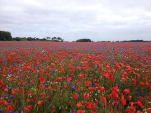 a field of red and blue flowers in a field at Haus Kranichfeld Wohnung S in Dranske