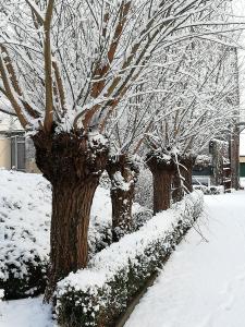 een rij bomen bedekt met sneeuw bij B&B 't Huys van Enaeme in Oudenaarde