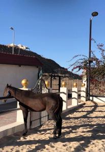a horse standing in front of a fence at Rohara Resort in Taif
