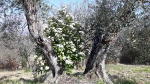 Fotografia z galérie ubytovania Tenuta Colverano v destinácii Montefalco