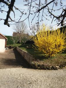 a yellow bush in a yard with a sidewalk at Chambres chez l'habitant Coco2 in Boulazac