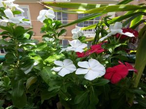 A garden outside Diamond Apartment