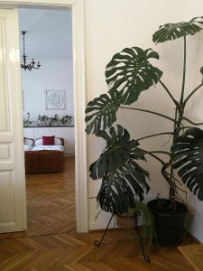 roślina w pokoju obok korytarza w obiekcie TulipánVendégház w mieście Keszthely