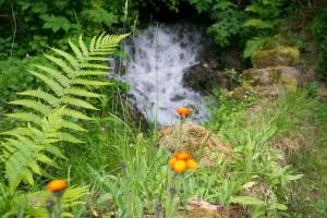 a waterfall in the middle of a garden with flowers at Au Vieux Moulin in Echternach