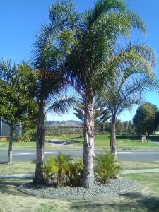 Jardín al aire libre en Royal Palms Papamoa Bed & Breakfast
