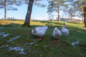 
three geese are standing in a grassy field at Old Pines Hotel And Restaurant in Spean Bridge
