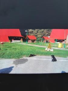 un gato negro sentado en la carretera cerca de un parque infantil en Hotel Turist, en Reşiţa
