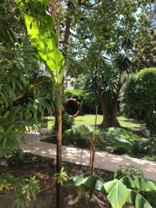 un groupe d'arbres et de plantes dans un parc dans l'établissement Chambres d'hôtes CASA MUSA - NICE, à Nice