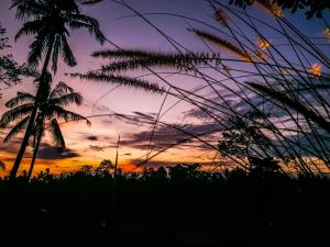 una puesta de sol con una palmera en primer plano en Angsoka Bungalow en Ubud