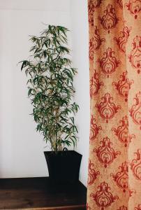 a plant in a black pot next to a wall at Ganesha Hotel in San Cristóbal de Las Casas