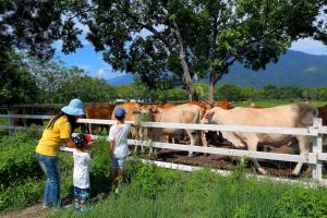 een vrouw en twee kinderen kijken naar koeien achter een hek bij Chinshang Pastoral Farm Resort in Chishang