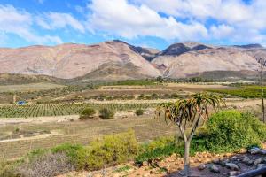 a palm tree in a field with mountains in the background at Bon Accord Farm Cottages in Montagu