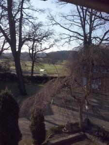 a tree with no leaves on it in a park at Studtmann's Gasthof in Egestorf