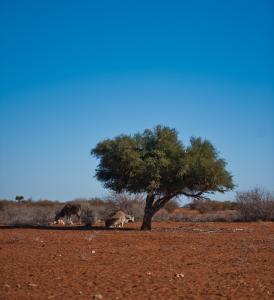 zwei Tiere unter einem Baum auf einem Feld in der Unterkunft Kalahari Anib Campsite in Hardap