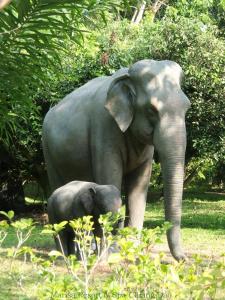 a baby elephant standing next to an adult elephant at Marisa Resort & Spa Chiang Dao in Ban Muang Ngai