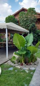 um jardim com plantas e um guarda-chuva em frente a uma casa em Cabañas La Finca em Atlixco