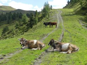 Altri animali domestici presso l'affittacamere o nei dintorni