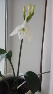
a flower in a vase on a window sill at Apartment Horkoho 7A in Shostka
