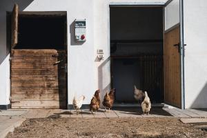 Állatok az apartmanban vagy a közelben