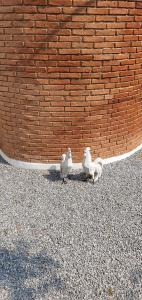 two white birds sitting next to a brick wall at Pannana Cha-am in Cha Am