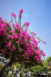 a tree covered in pink flowers in a park at Silversand Villa Hotel in Jomtien Beach