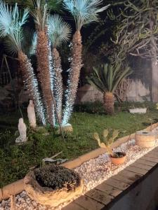 ogród z palmami i roślinami w obiekcie B&B Valeri w Tropei