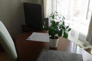 a potted plant on a wooden table with a television at KARPACZ SKALNY in Karpacz