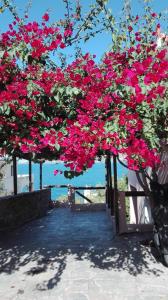 a bunch of pink flowers hanging from a tree at Calma in Perdika