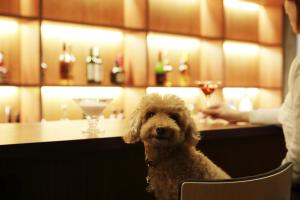 un chien assis dans une chaise devant un bar dans l'établissement Regina Resort Kyukaruizawa, à Karuizawa