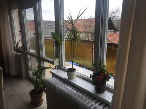 Tompos Vendégház és pince في فيلاني: نافذة مع نباتات الفخار تقف على المدفأة